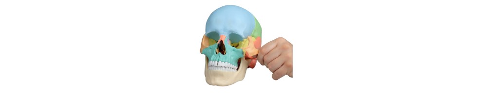 Anatomy body human and vet