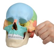 Anatomy